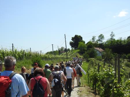 12. pohod Pomlad v prleških goricah Dan odprtih kleti in veselih ljudi, 28.5.2016 76